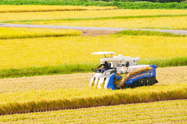 Thủ tướng Ishiba chính thức công bố chính sách tăng sản lượng gạo