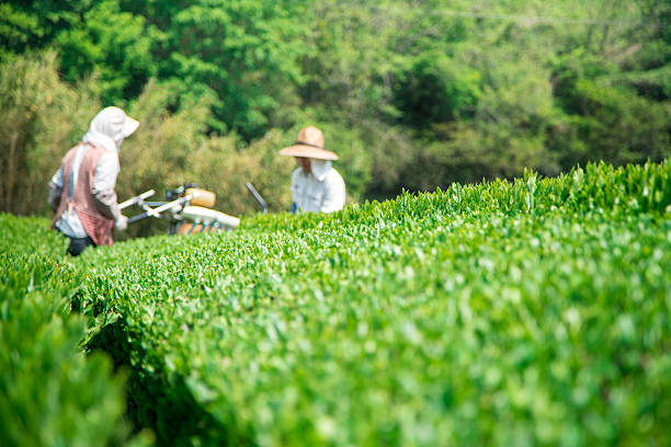 Tại sao giá trà lại cao? Giải thích xu hướng thị trường trà mùa hè năm 2025